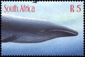 Blue-Whale-Balaenoptera-musculus.jpg