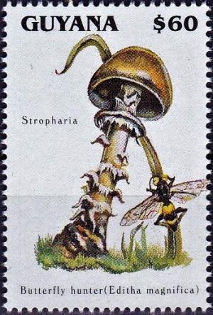 Colnect-4220-384-Stropharia-luteonitens.jpg