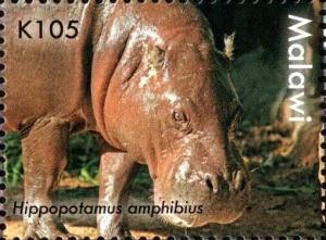 Colnect-6026-367-Hippopotamus-amphhibius.jpg