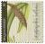Colnect-1822-941-Bulbophyllum-coriophorum-synBulbophyllum-robustum.jpg