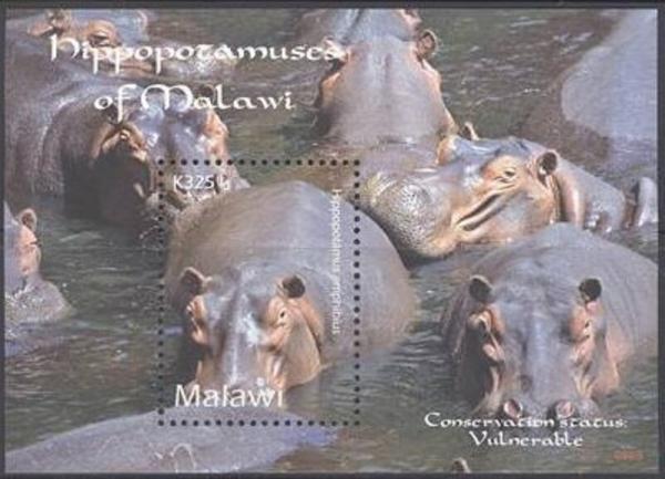Colnect-5914-753-Hippopotamus-amphhibius.jpg