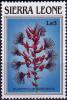 Colnect-4045-828-Bulbophyllum-barbigerum.jpg