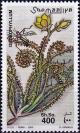 Colnect-4311-982-Drosophyllum-lusitanicum.jpg