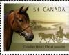 Colnect-420-445-Canadian-Horse-Equus-ferus-caballus.jpg