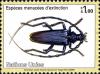 Colnect-611-495-Greater-Capricorn-Beetle-Cerambyx-longicorn.jpg