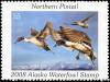 Colnect-6339-426-Northern-Pintails.jpg