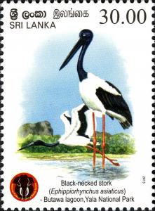 Colnect-2409-597-Black-necked-Stork-Ephippiorhynchus-asiaticus.jpg