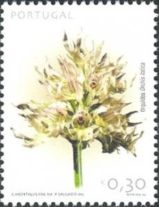 Colnect-568-024-Orchis-Italica.jpg