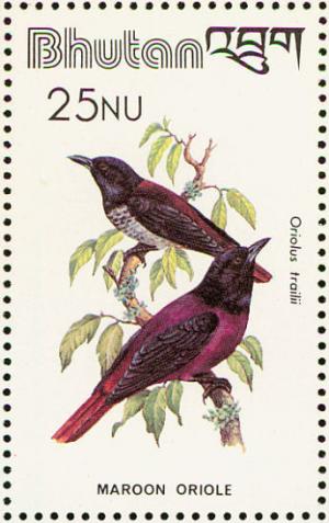 Colnect-1412-521-Maroon-Oriole-Oriolus-traillii.jpg