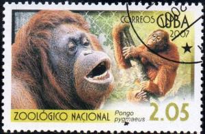 Colnect-1725-672-Bornean-Orangutan-Pongo-pygmaeus.jpg