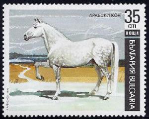 Colnect-2796-082-Arabian-Horse-Equus-ferus-caballus.jpg