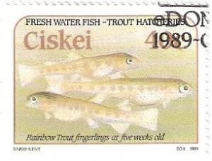 Colnect-2797-736-Rainbow-Trout-Oncorhynchus-mykiss-5-week-old-Trout.jpg