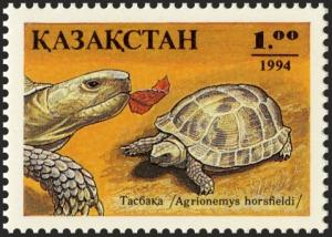 Colnect-3790-719-Horsfield--s-Tortoise-Agrionemys-horsfieldi.jpg