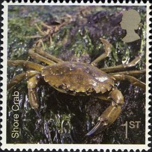 Colnect-450-222-Common-Shore-Crab-Carcinus-maenas.jpg