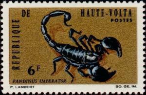 Colnect-509-084-Emperor-Scorpion-Pandinus-imperator.jpg