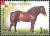 Colnect-389-986-Posavina-Horse-Equus-ferus-caballus.jpg