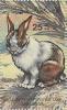 Colnect-2498-662-Domestic-Rabbit-Oryctolagus-cuniculus-domesticus.jpg