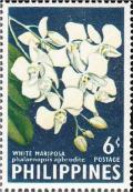Colnect-2847-752-White-mariposa-Phalaenopsis-aphrodite.jpg