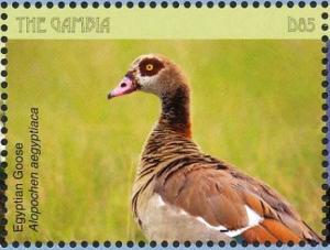 Colnect-5033-993-Egyptian-Goose----Alopochen-aegyptiaca.jpg