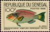 Colnect-1990-860-Guinean-Parrotfish-Pseudoscarus-hoefleri.jpg