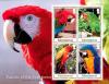 Colnect-4027-714-Parrots-of-the-Caribbean.jpg
