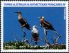 Colnect-889-491-Red-footed-Booby-Sula-sula.jpg