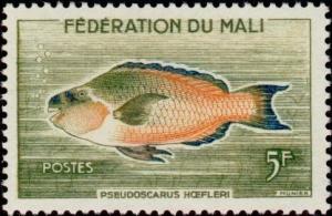Colnect-1049-703-Guinean-Parrotfish-Pseudoscarus-hoefleri.jpg