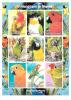 Colnect-2605-862-Parrots-and-Parrot-Heads.jpg