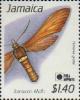 Colnect-3686-858-Moth-Horama-grotei.jpg