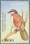 Colnect-1718-847-White-browed-Coucal-Centropus-superciliosus.jpg