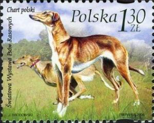 Colnect-3064-204-Polish-Grayhound-Canis-lupus-familiaris.jpg