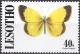 Colnect-2249-585-Moorland-Clouded-Yellow-Colias-palaeno.jpg