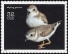 Colnect-5106-740-Piping-Plover-Charadrius-melodus-.jpg