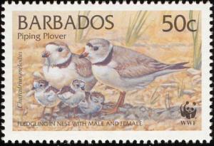 Colnect-578-237-Piping-Plover-Charadrius-melodus-.jpg