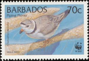 Colnect-578-238-Piping-Plover-Charadrius-melodus-.jpg