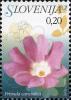 Colnect-712-504-Flowers-of-Slovenia---Primula-carniolica.jpg