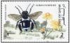 Colnect-2843-120-Nubian-Flower-Bee-Amegilla-nubica-.jpg