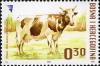 Colnect-4447-456-Domestic-Cow-Bos-primigenius-taurus.jpg
