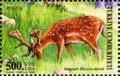 Colnect-965-321-Fallow-Deer-Cervus-dama.jpg