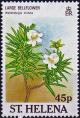 Colnect-4057-820-Large-bellflower-Wahlenbergia-linifolia.jpg