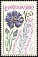 Colnect-438-642-Cornflower-Centaurea-cyanus.jpg