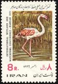 Colnect-1806-999-Greater-Flamingo-Phoenicopterus-ruber-roseus-.jpg