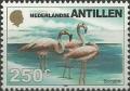 Colnect-964-849-American-Flamingo-Phoenicopterus-ruber-Bonaire.jpg