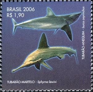 Colnect-477-676-Shortfin-Mako-Shark-Isurus-oxyrhynchus.jpg