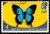 Ulysses-Butterfly-Papilio-ulysses-ssp-orssippus.jpg