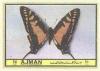 Colnect-1559-360-Papilio-thyastes.jpg