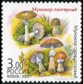 Colnect-2024-487-Amanita-pantherina---Arubescens.jpg