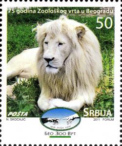 Colnect-5088-277-Lion-Panthera-leo---Albino.jpg