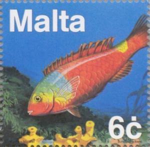 Colnect-131-354-Mediterranean-Parrotfish-Sparisoma-cretense.jpg