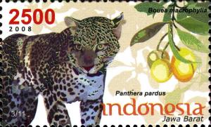 Colnect-1587-041-Leopard-Panthera-pardus-Gandaria-Bouea-macrophylla.jpg